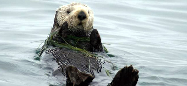 Sea Otters Ravaging Shellfish in Southeast Alaska