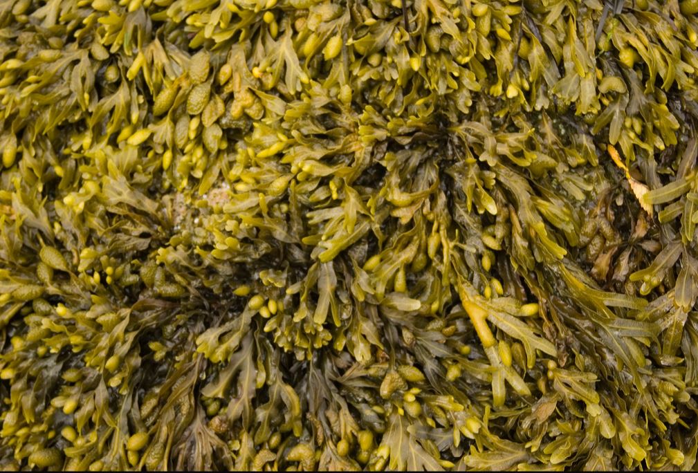 University of New England Receives Grant To Develop Seaweed Technologies