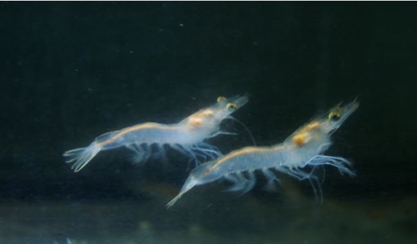 Global Shrimp Industry Depends on Small University of Arizona Laboratory