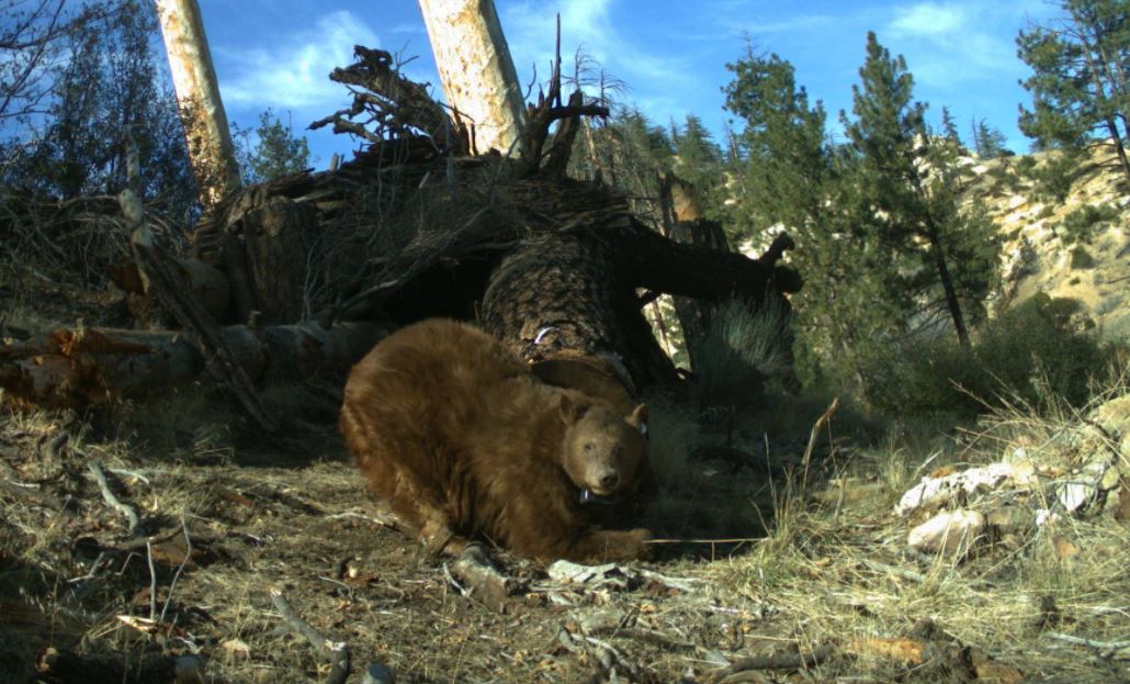 Burned California Bears Treated With Tilapia Skin Now in Good Health