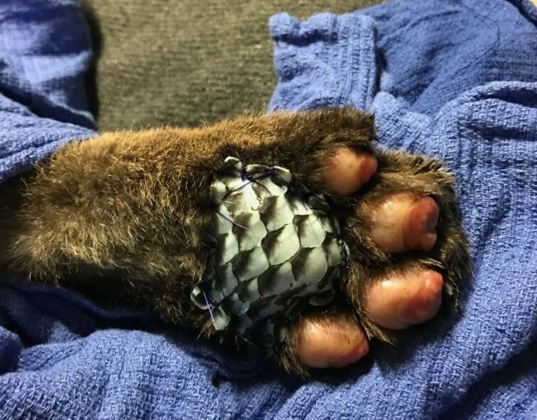 How Tilapia Skin is Being Used to Heal a Mountain Lion Cubs California Wildfire Burns