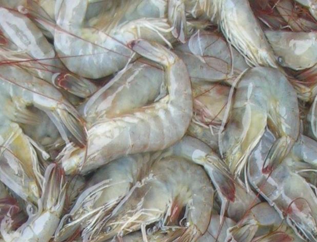 White Shrimp Shortages in China Force Skyrocketing Price Increases
