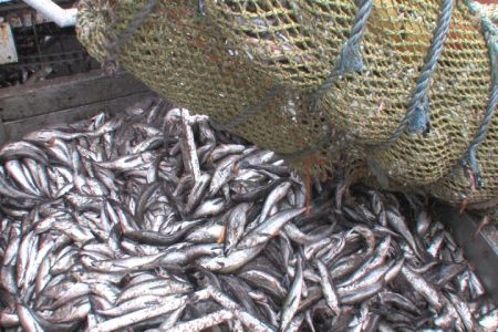 Pacific Whiting Stock Looks Strong for 2018, Coming off Record 440,944 tons in 2017