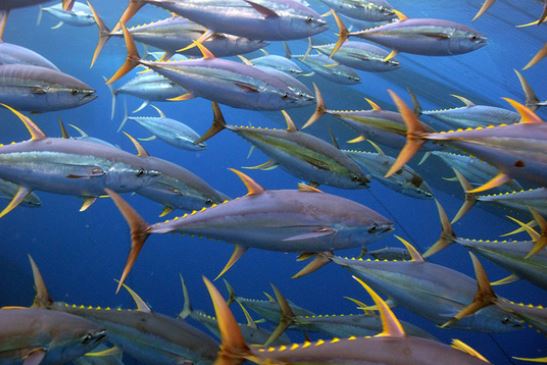 Many Tuna Stocks Not Meeting Standards, Says ISSF