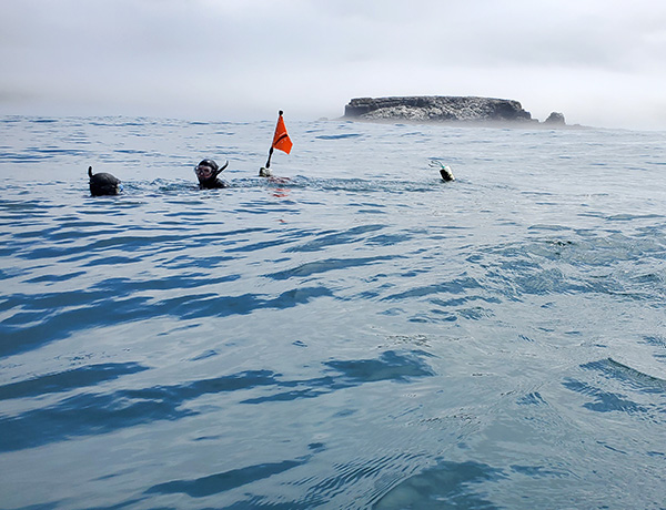 SMURFs Help Scientists Survey Juvenile Rockfish at Oregon Marine Reserves