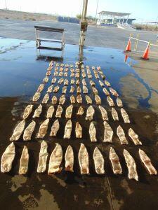 U.S. CBP Announces Large Seizure of Totoaba Swim Bladders in Arizona