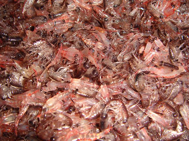 Krill Harvesters Get Behind Push for Massive Antarctic Marine Sanctuary