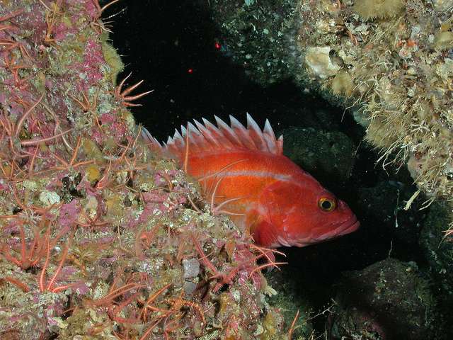 In Example of Flexibility Pacific Council Eases Yelloweye Rockfish Constraints in Groundfish Fishery