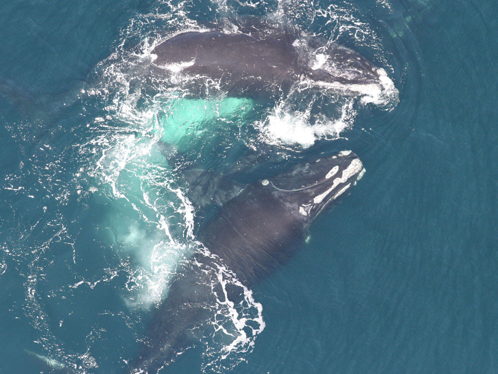 NOAA: $1.6 Million in Federal Funds to Support North Atlantic Right Whale Recovery