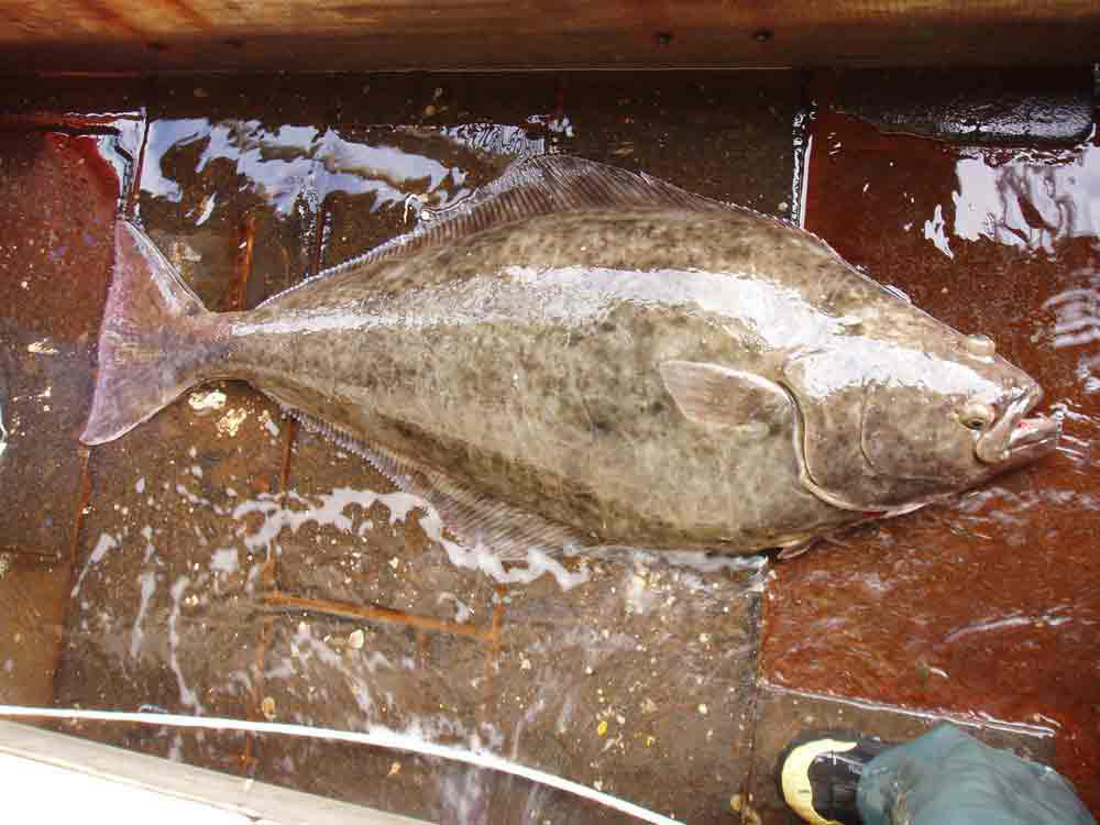 Learning More About Atlantic Halibut: Fishermen and Scientists Go “Under the Hood”