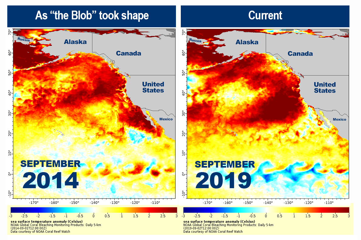 New Marine Heatwave Emerges, Resembles the Blob