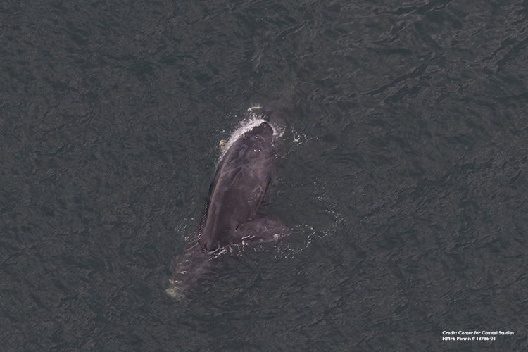 First Right Whale Death of 2020 in U.S. Waters Observed Off New Jersey Coast