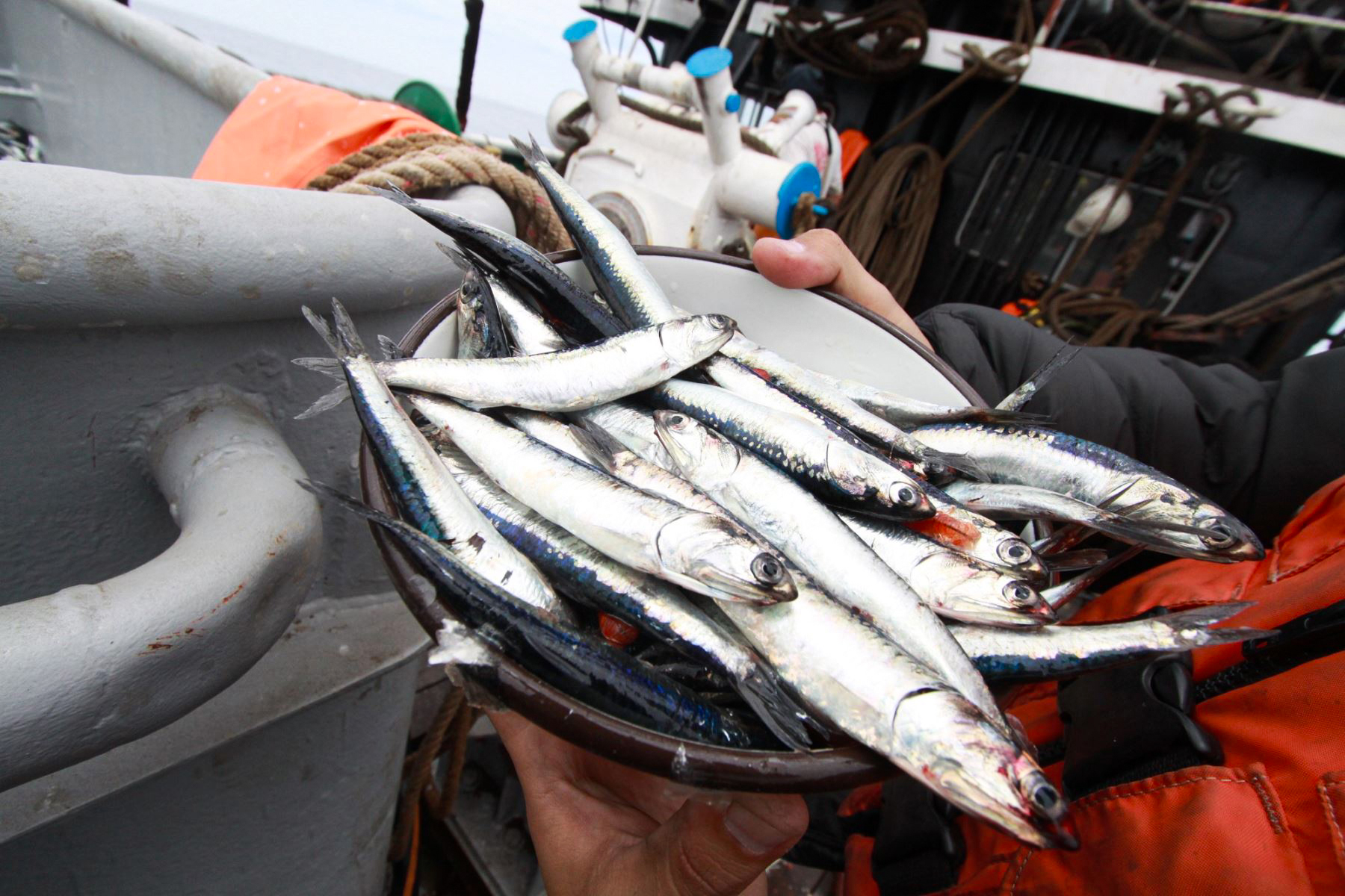 Peru Closes First 2026 Anchovy Season Early on Precautionary Grounds
