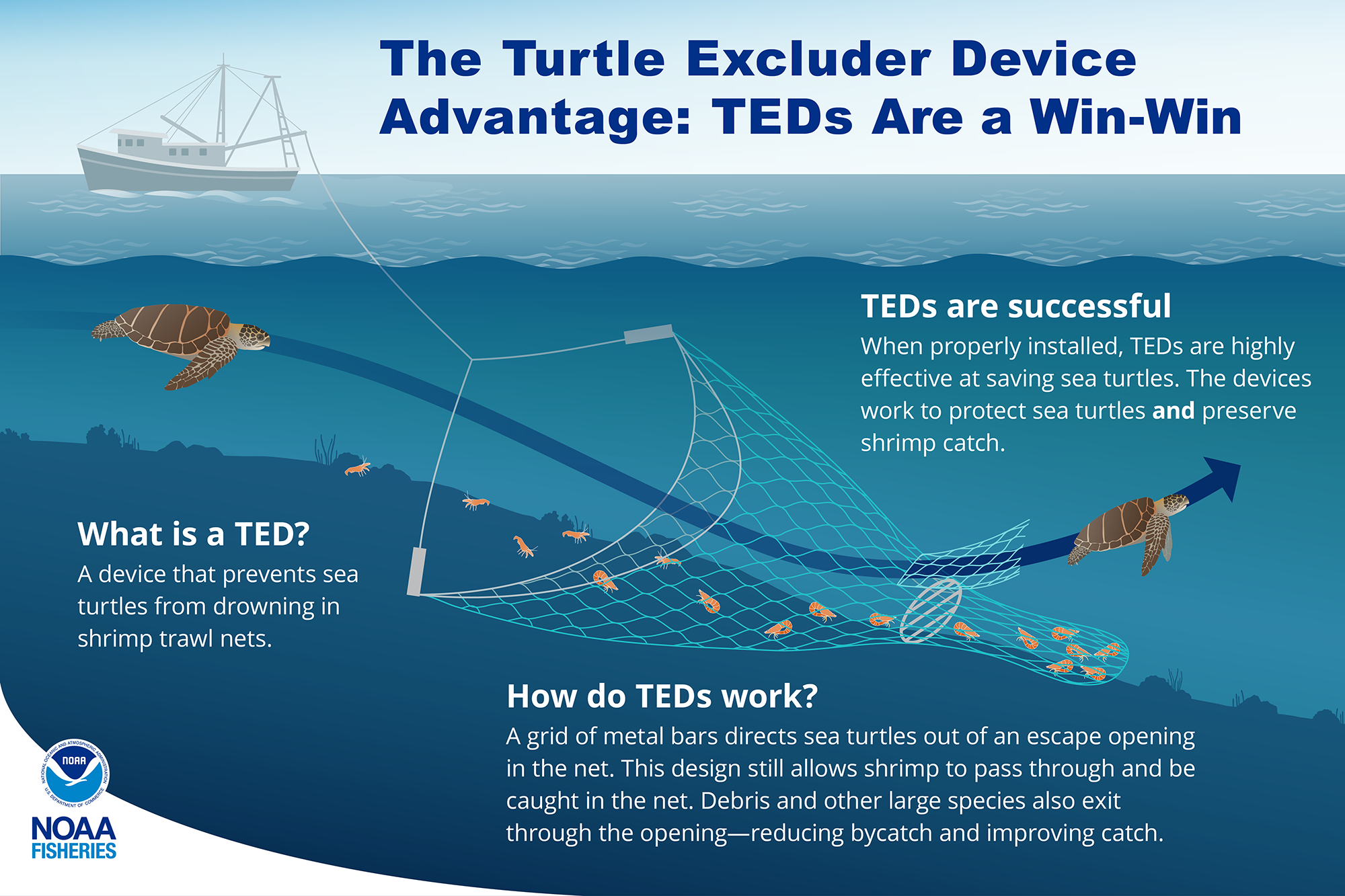 NOAA Boosts TED Compliance Across Gulf Shrimp Fishery