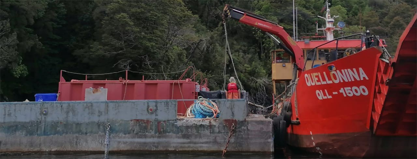 Over 3.5 Tons of Salmon Removed in Chile Following Algae Bloom