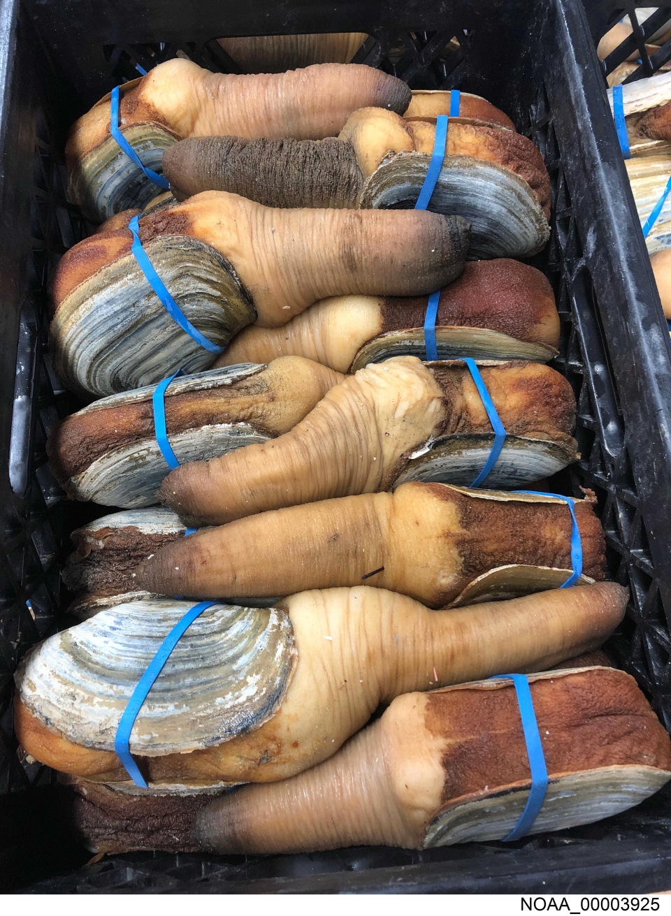 Washington Seafood Broker Lands Jail Time; Company Hit with $25K Fine for Illegal Geoduck Shipments