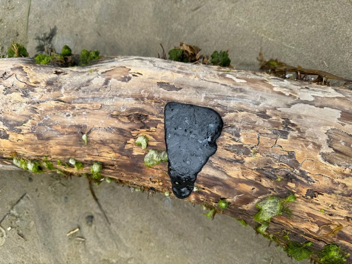 Tar Balls, Oiled Birds Wash Up on Oregon and Washington Beaches; Cleanup Underway