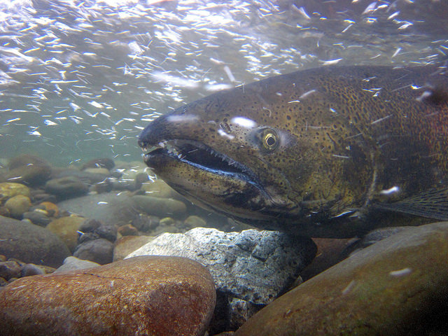 California King Salmon Season Reopens Today