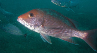 Red Snapper Management Change from Feds to Gulf States is Now in Public Comment Phase