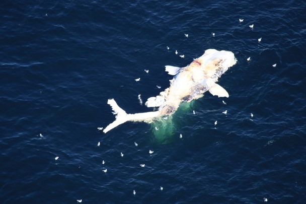 NOAA Confirms 3rd North Atlantic Right Whale Mortality of 2018