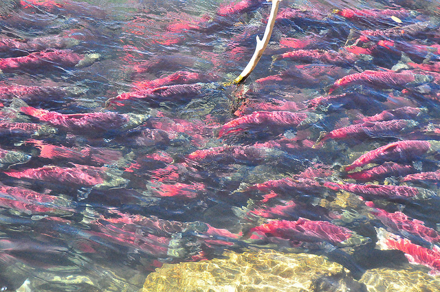 Bristol Bay Run Appears Late and Large, Sockeye Catch Could Peak Next Week