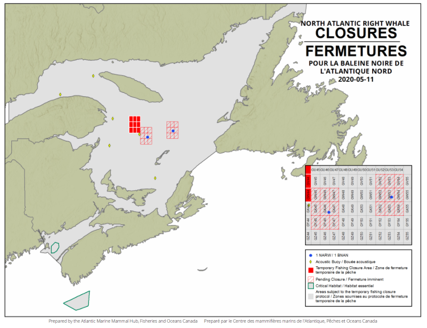 DFO Announces Additional Grid Closures in Gulf of St. Lawrence After New Right Whale Sighting