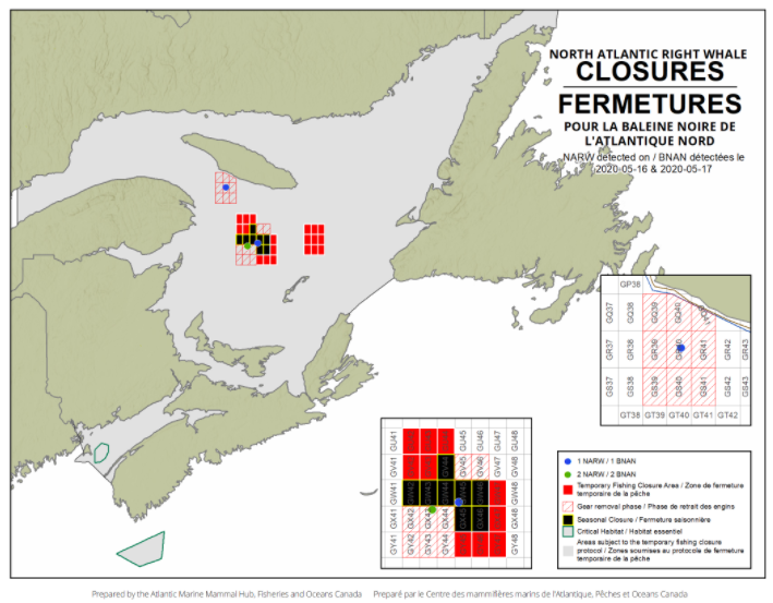 DFO Announces First Season-Long Fishing Closure in Gulf After North Atlantic Right Whale Sightings
