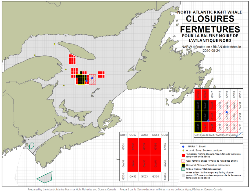 DFO Expands Grid Closures in Gulf of St. Lawrence Due to North Atlantic Right Whales