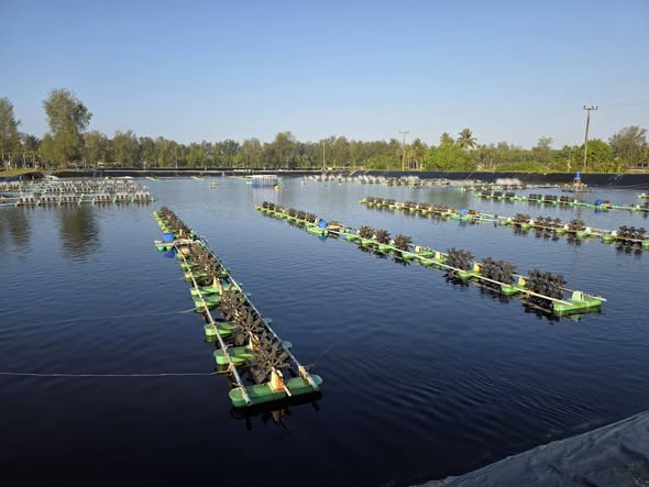 I’m Shrimp Farm 5 Achieves Certification to New ASC Farm Standard in Thailand