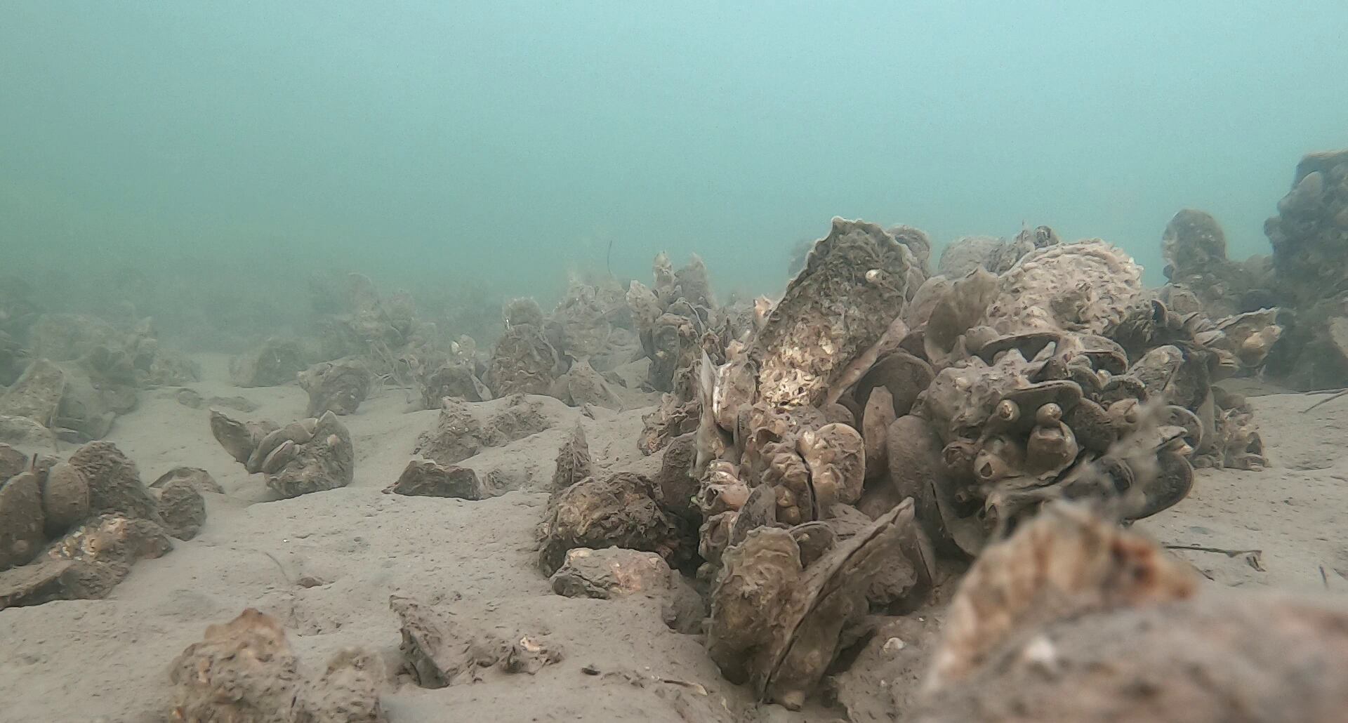Oystering Isn’t What it Used to Be — and the Future is Looking ‘Soft’