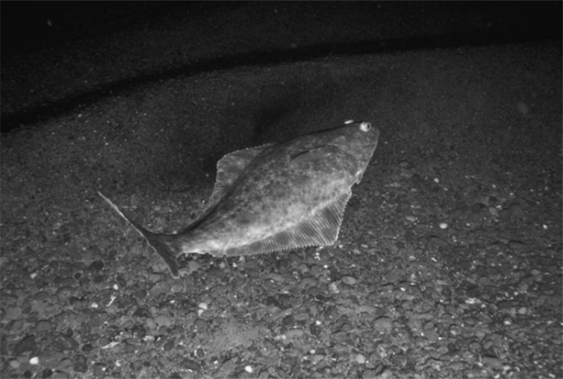 Ten-Month Pacific Halibut Season Opens This Friday, Catch Limits Down 10% from 2022