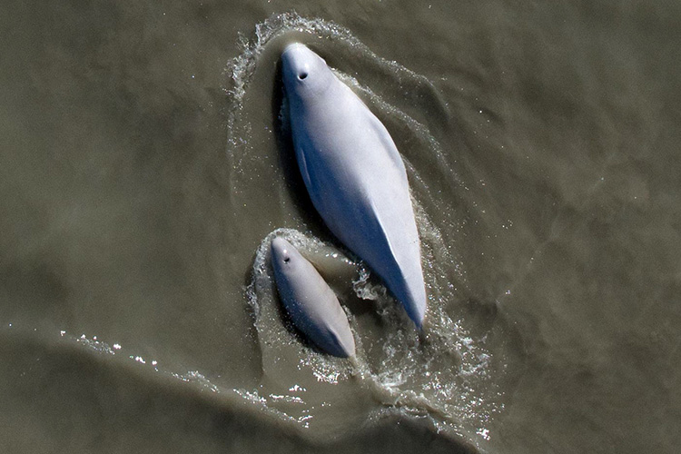 Study Names Cook Inlet Ship Noise as a Reason Endangered Beluga Population Not Growing