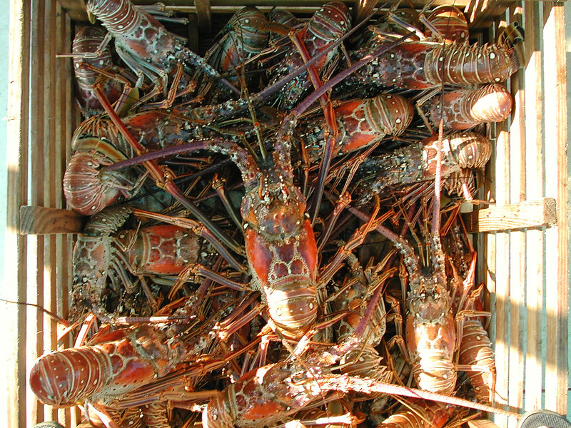 Florida Days Away from Start of Spiny Lobster Season