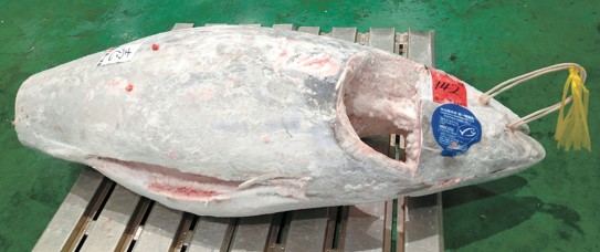 First MSC Frozen Bluefin Tuna Auctioned at Toyosu Market Fetches Double the Price of Ordinary Fish