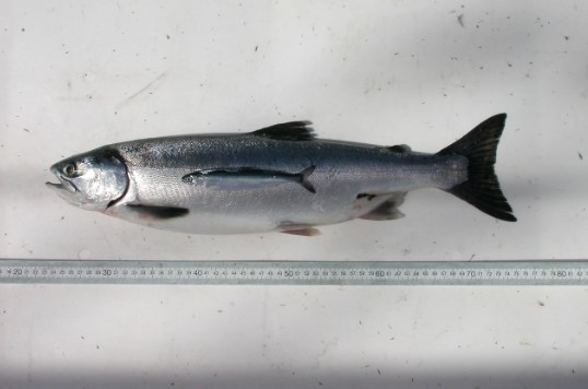 Ecosystem Changes Mean More Pink Salmon in Warmer Arctic Waters