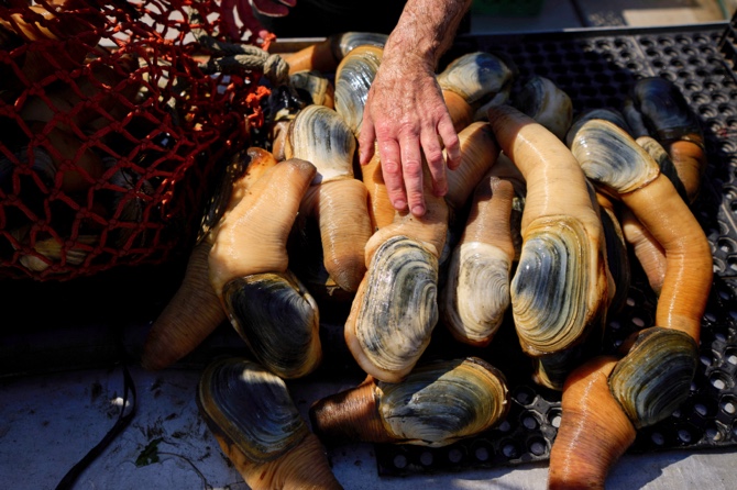 How a Chinese Delicacy Got Caught in the Crossfire of Trump’s Tariffs