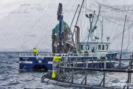 Faroese Government Applies New Tax Model to Salmon Farmers in the Faroe Islands, Valid Until 2032