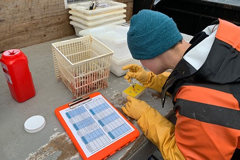 NMFS Uses Early Genetic Detection Methods for Bitter Crab Disease Amid Low Bering Sea Crab Stocks