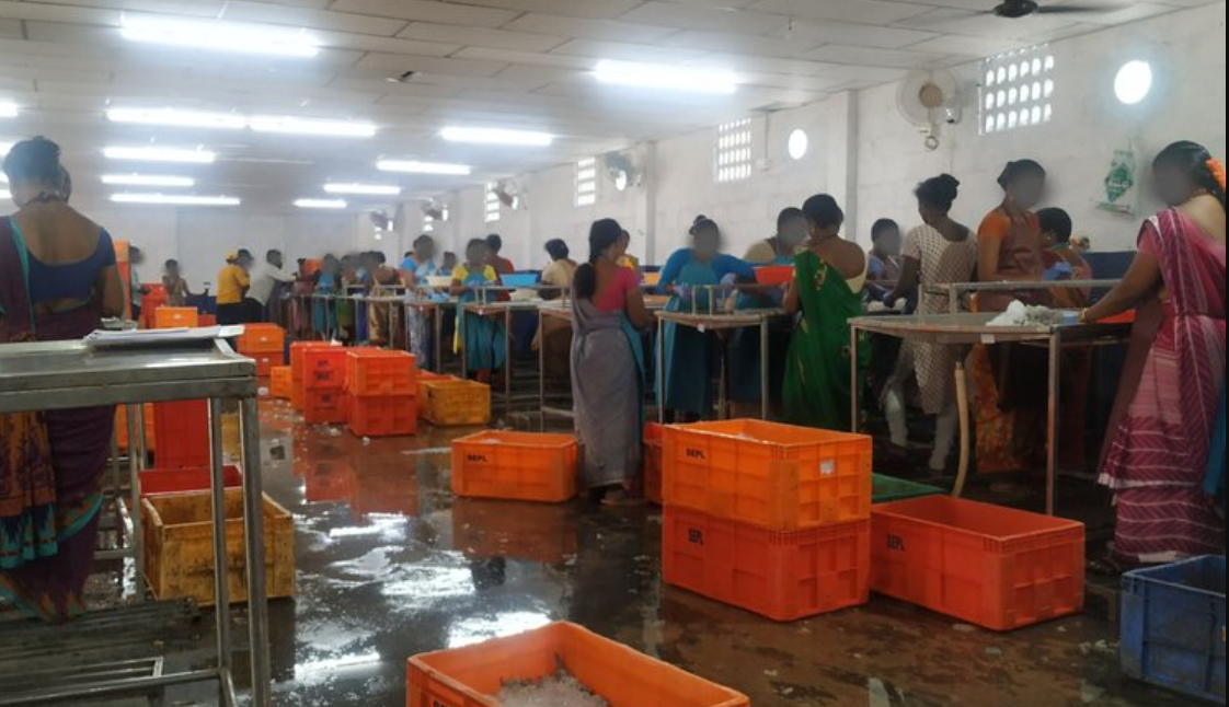 6 Takeaways From The Indian Shrimp Labor Abuse Allegations By CAL, AP and Outlaw Ocean Project