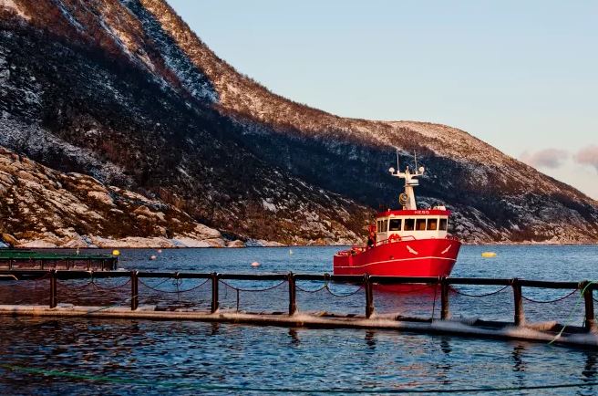 Fire Damages Cermaq Norway Cage; Thousands of Salmon Escape