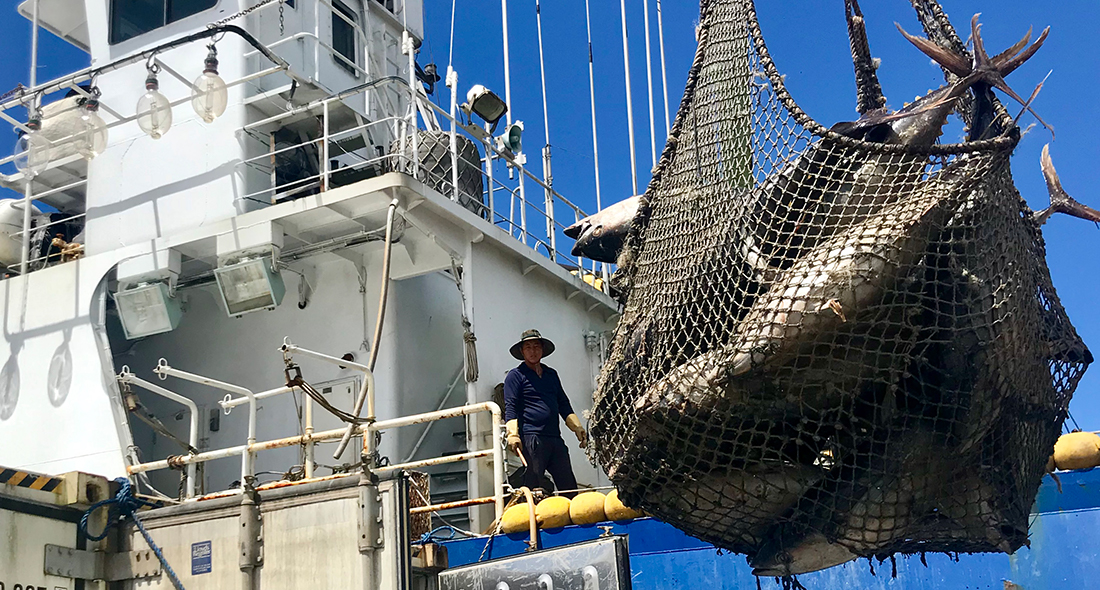 Bumble Bee, FCF and Ocean Outcomes Team up for FIP to Improve Indian Ocean Tuna Fisheries