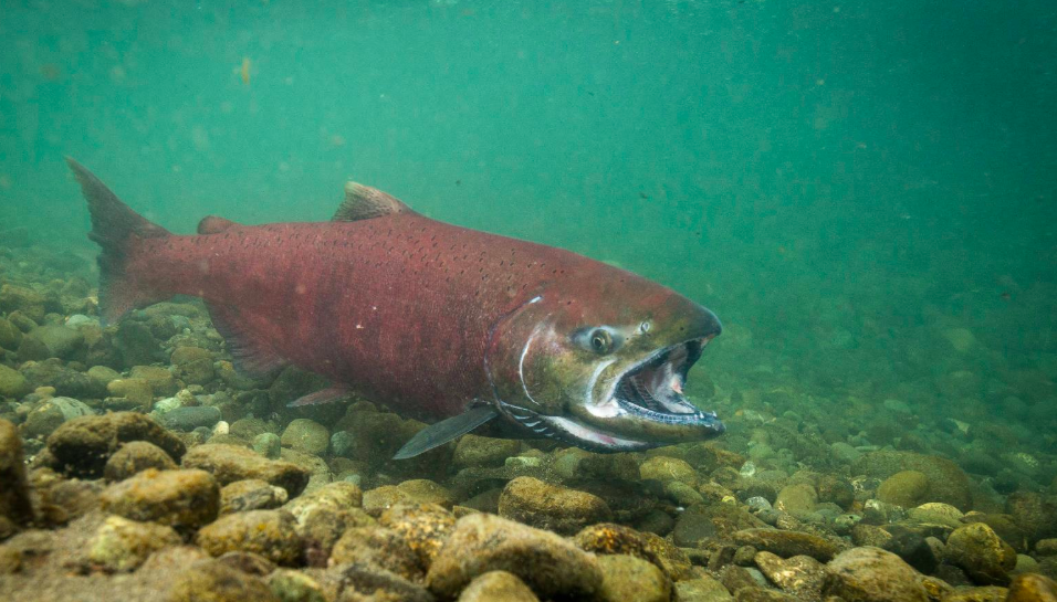 New Study Identifies How Climate Change in Alaska Watersheds Impact Chinook Salmon Sustainability