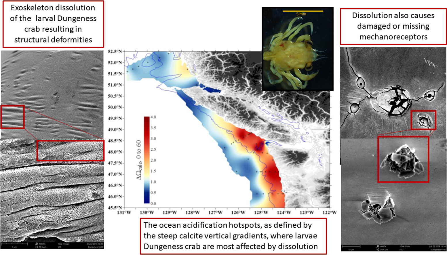 Study: Coastal Ocean Acidification Already Affecting Dungeness Crab Larvae