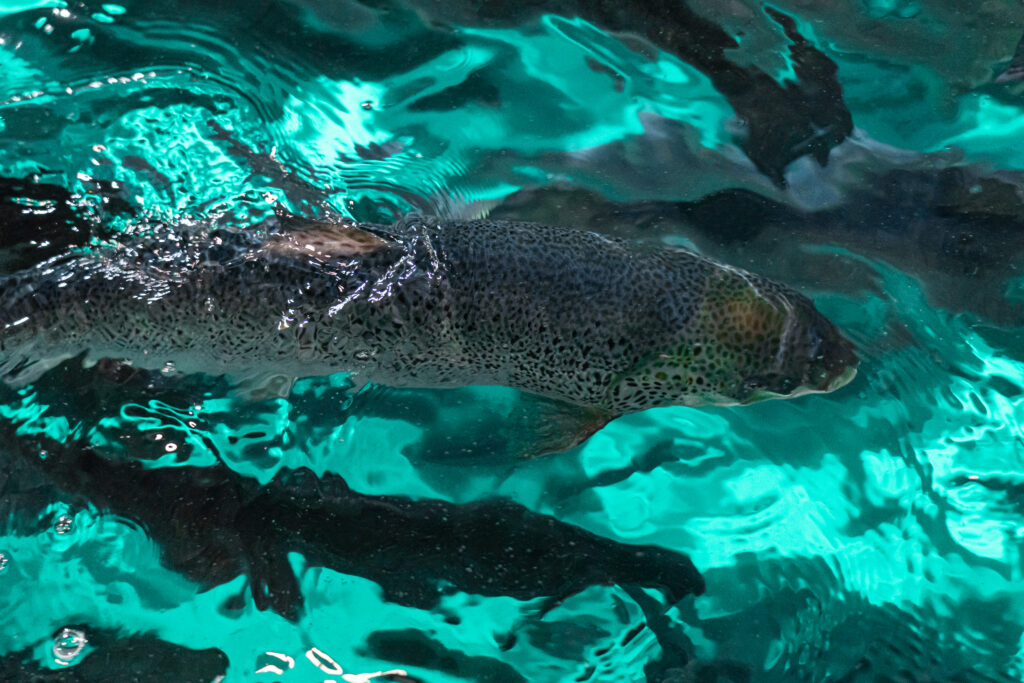 Atlantic Sapphire Reports Lower Q4 Harvest, Average Weight and Price Slip