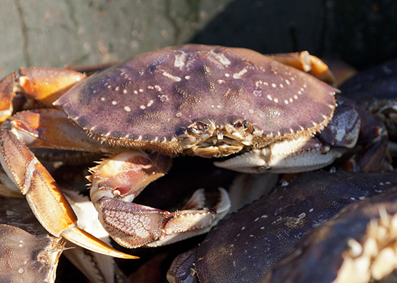Central California Dungeness Crab Season Poised for May 15 Closure