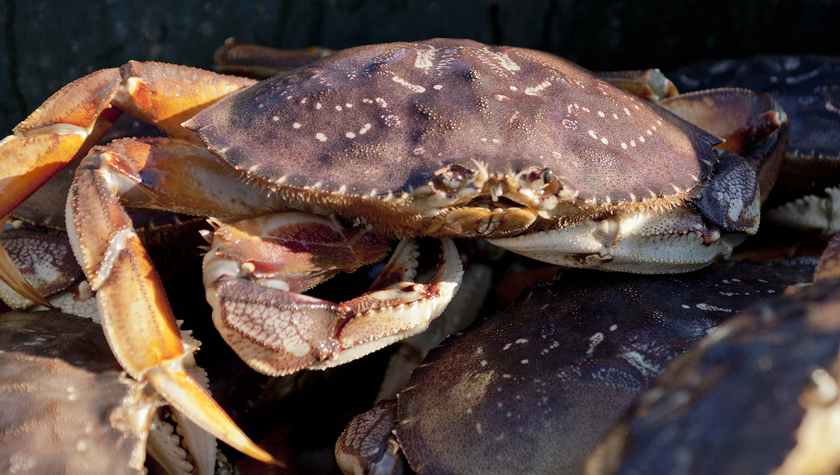 San Francisco Crab Season Opens Nov. 15; Areas North to Mendocino Delayed Due to Domoic Acid