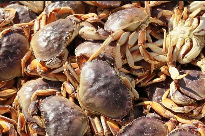 Recreational crabbing in Puget Sound  Washington Department of Fish &  Wildlife