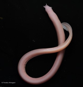 Study Uncovers Unique Hagfish Trait: Make Bigger Cells to Produce Bigger Slime Threads