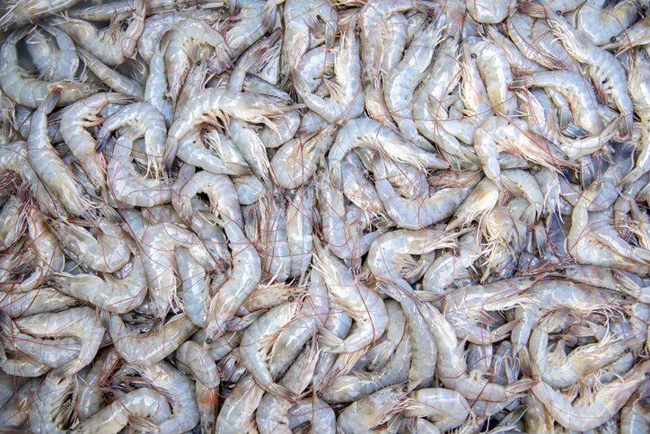China’s White Shrimp Market Trapped in Depression