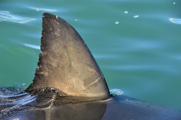 Feds Charge 12 in Multi-Million Dollar Shark Fin Smuggling Ring